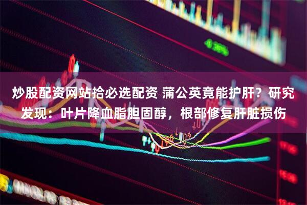 炒股配资网站拾必选配资 蒲公英竟能护肝？研究发现：叶片降血脂胆固醇，根部修复肝脏损伤